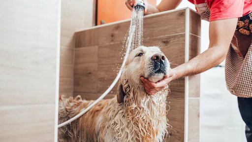 Hond20wassen.jpg