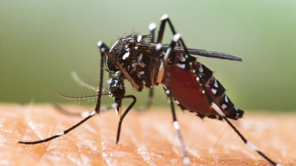 archivo-mosquito-tigre.jpeg