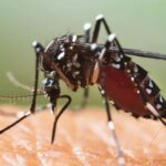 archivo-mosquito-tigre.jpeg