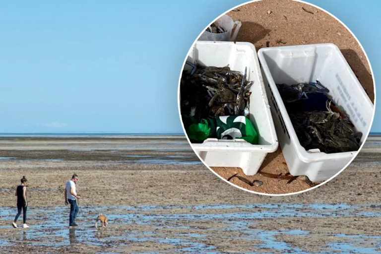 crabbing-south-australia_5689.png