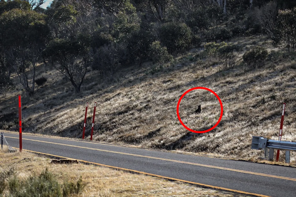 detail-on-hillside_8033.png