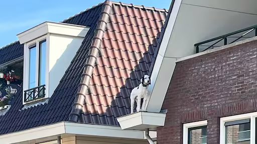foto20Guus.jpg