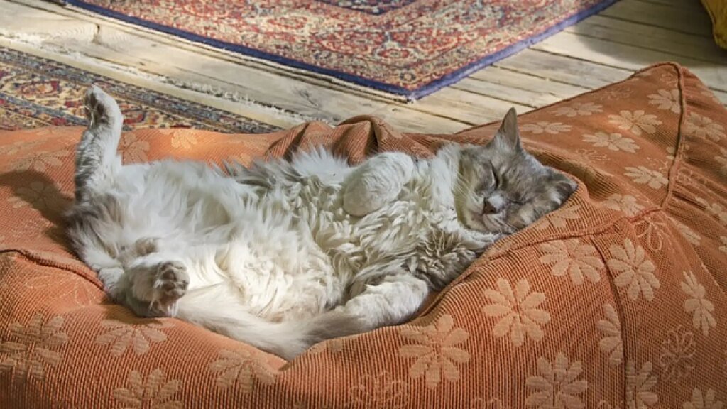 un-gato-durmiendo-panza-arriba.jpeg