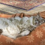 un-gato-durmiendo-panza-arriba.jpeg
