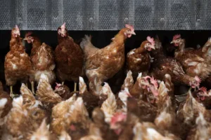 winkel-de-kippen-van-pluimveehouders-mogen-weer-naar-buiten-in-februari-was-er-een-ophokplicht-inges.webp