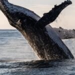 040626WET_2033898394_walvis1.jpg