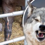 COMBO20-20Wolf.jpg