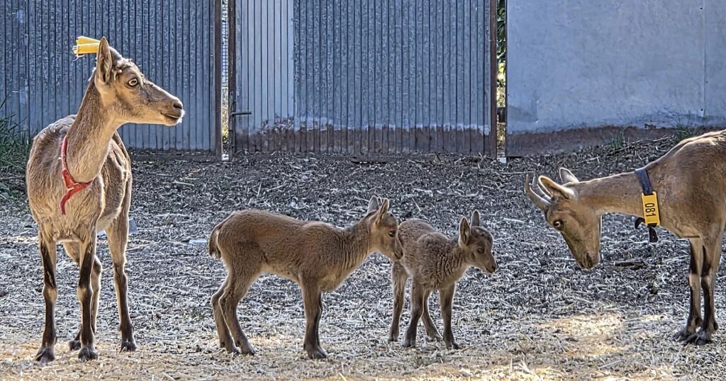 Cabras20monteses20nacidas20por20fecundacion20invitro-U02302650727NFa-1200x630@diario_abc.jpg