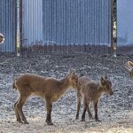 Cabras20monteses20nacidas20por20fecundacion20invitro-U02302650727NFa-1200x630@diario_abc.jpg