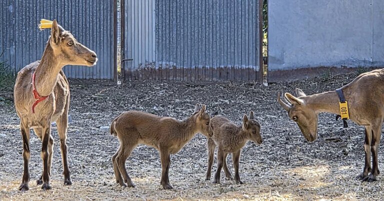 Cabras20monteses20nacidas20por20fecundacion20invitro-U02302650727NFa-1200x630@diario_abc.jpg