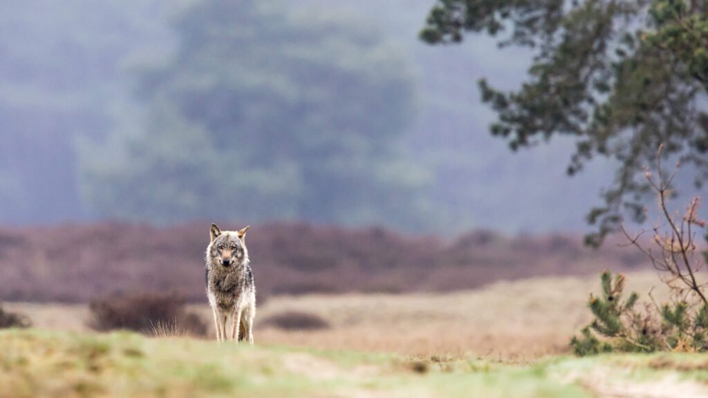 Wolf20De20Hoge20Veluwe20National20Park20Netherlands.jpeg