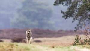 Wolf20De20Hoge20Veluwe20National20Park20Netherlands.jpeg