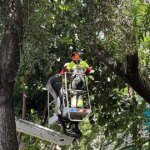 arboles-revision-sevilla-U78028514837KRx-1200x630@diario_abc.jpg