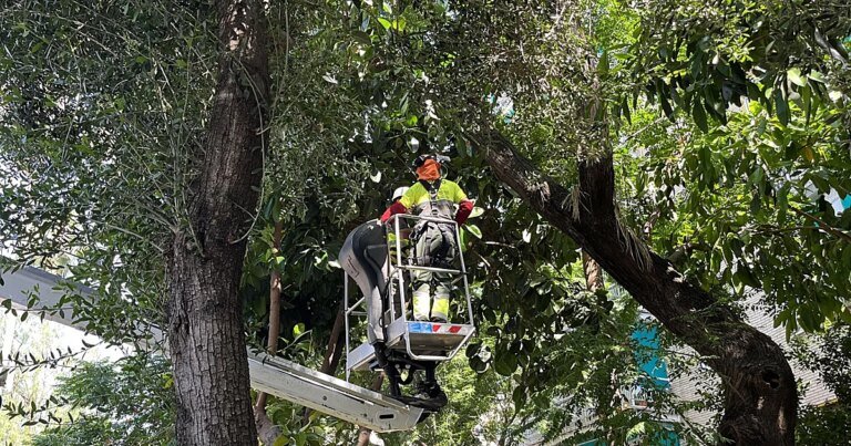 arboles-revision-sevilla-U78028514837KRx-1200x630@diario_abc.jpg