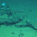 cementerio-ballenas-U11860641540DTu-1200x630@diario_abc.jpg