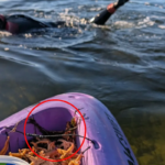 invasive-seastar_3761.png