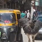 jongen-achtervolgt-ontsnapte-struisvogel-door-egyptische-straat.jpg