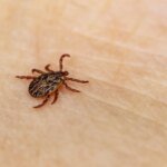 las-garrapatas-son-el-principal-vector-de-la-enfermedad-de-lyme.jpeg