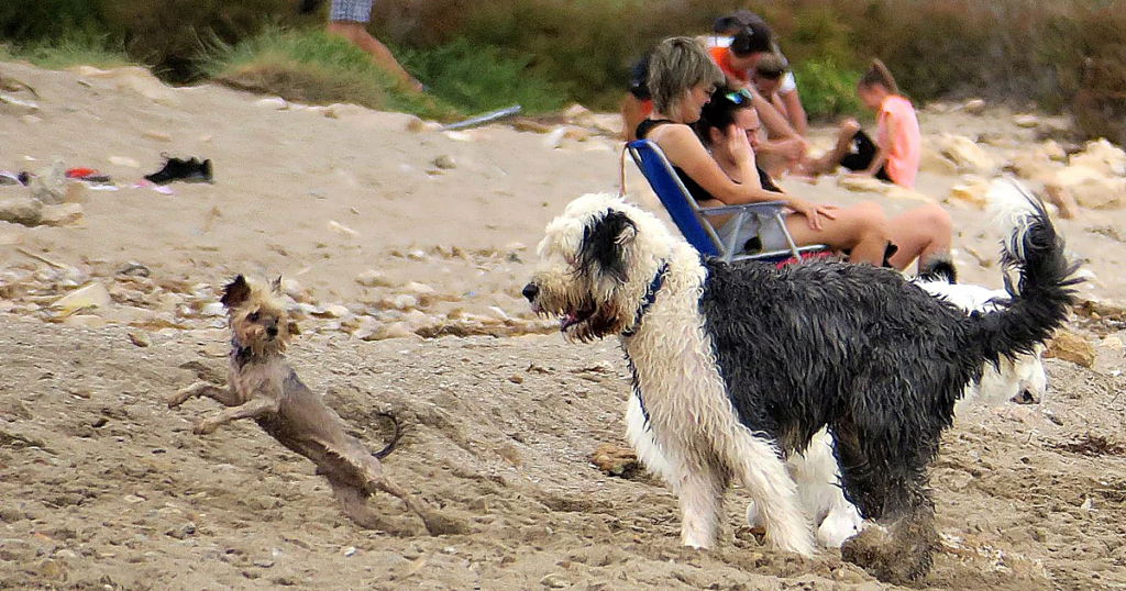playa-perros-cadiz-U78085078866RPH-1200x630@diario_abc.png