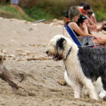 playa-perros-cadiz-U78085078866RPH-1200x630@diario_abc.png
