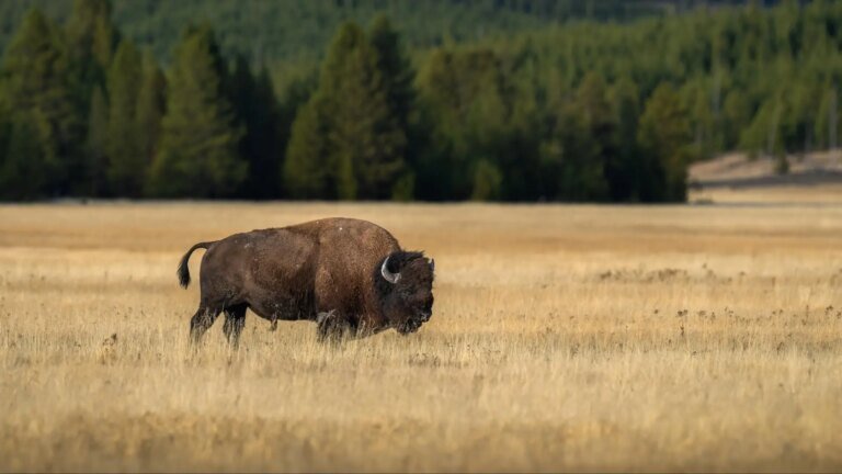 un-bisonte-en-el-parque-nacional-de-yellowstone.r_d.1149-1216.jpeg