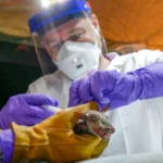 viroloog-vincent-munster-onderzoekt-een-hamerkopvleerhond-in-een-grot-in-congo-in-2017.webp