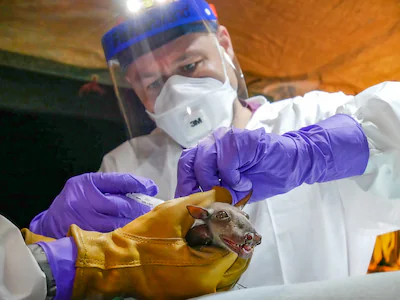 viroloog-vincent-munster-onderzoekt-een-hamerkopvleerhond-in-een-grot-in-congo-in-2017.webp