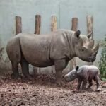 zeldzame-puntlipneushoorn-geboren-in-safaripark-beekse-bergen.jpg