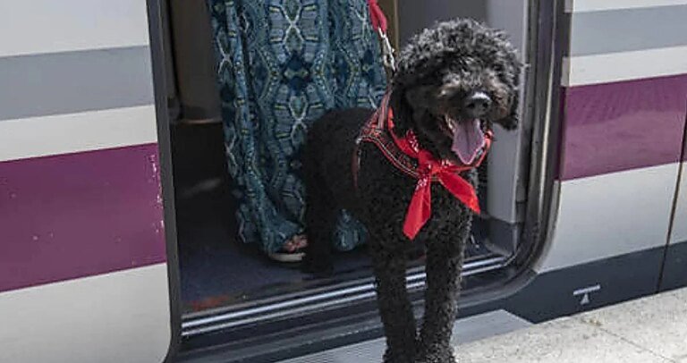 PERRO-RENFE-TRENES-kWvB-1200x630@diario_abc.jpg