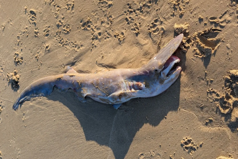 goblin-shark_7076.png