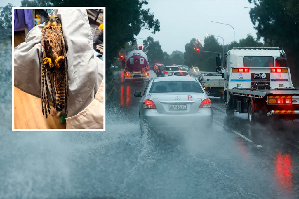 https2F2Fd29szjachogqwa.cloudfront.net2Fimages2Fuser-uploaded2Fminton_8819.png