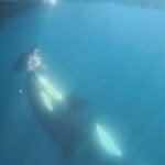 orca-gladis-U74131616605UMT-1200x630@diario_abc.jpg