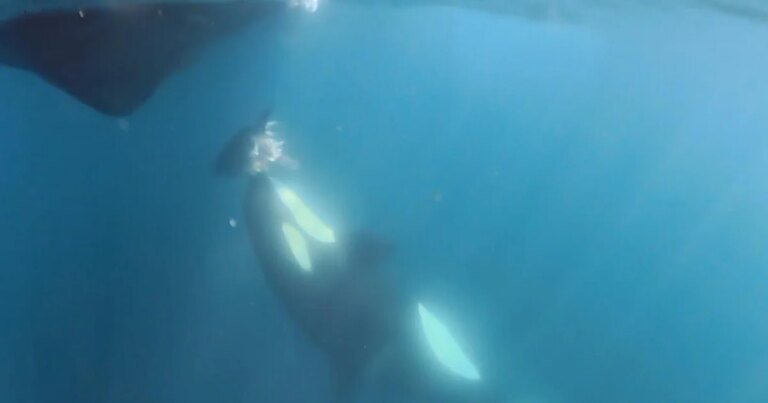 orca-gladis-U74131616605UMT-1200x630@diario_abc.jpg
