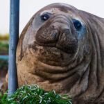 tasmanie-worstelt-met-grote-zeeolifant-die-als-hooligan-door-straten-trekt.jpg