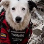 tsunami2-U78070462752xZB-1200x630@diario_abc.jpg