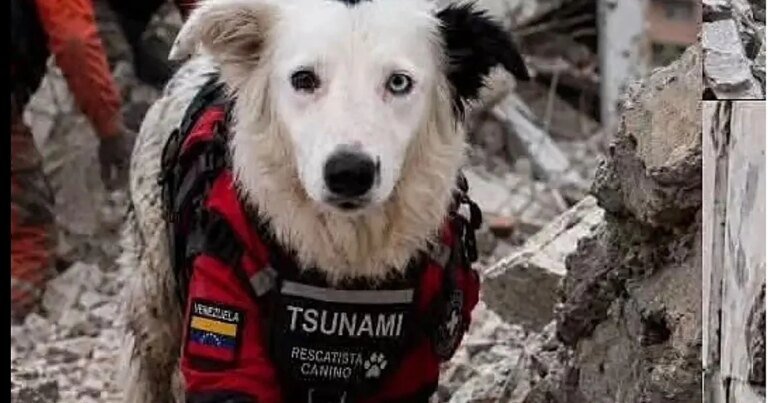 tsunami2-U78070462752xZB-1200x630@diario_abc.jpg